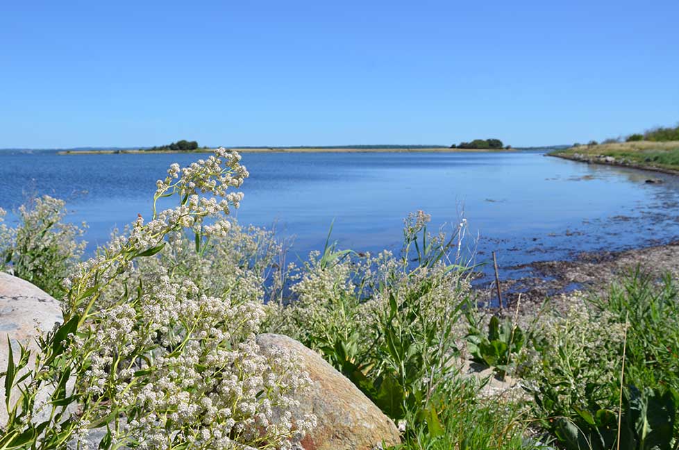 Udsigt fra Hjortø mod Hjelmshoved. Copyright: ØHAVS-MEDIA 