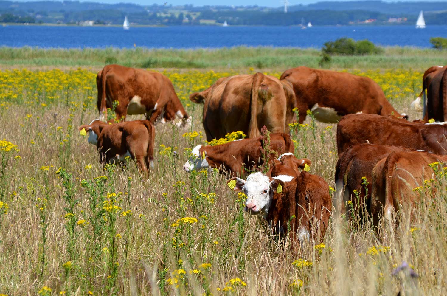 Køer og kalve på Hjortø. Copyright: ØHAVS-MEDIA 