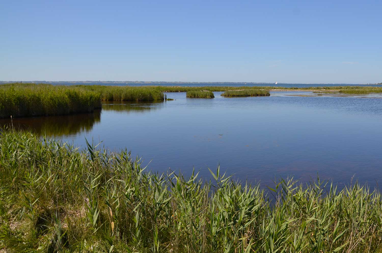 Hjortø. Copyright: ØHAVS-MEDIA